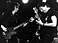 Bass, Latimer, Stewart
